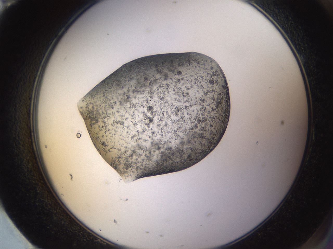folderID309_plateID3309_batchID19474_wellNum95_profileID1_d2_r291435_ef.jpg
