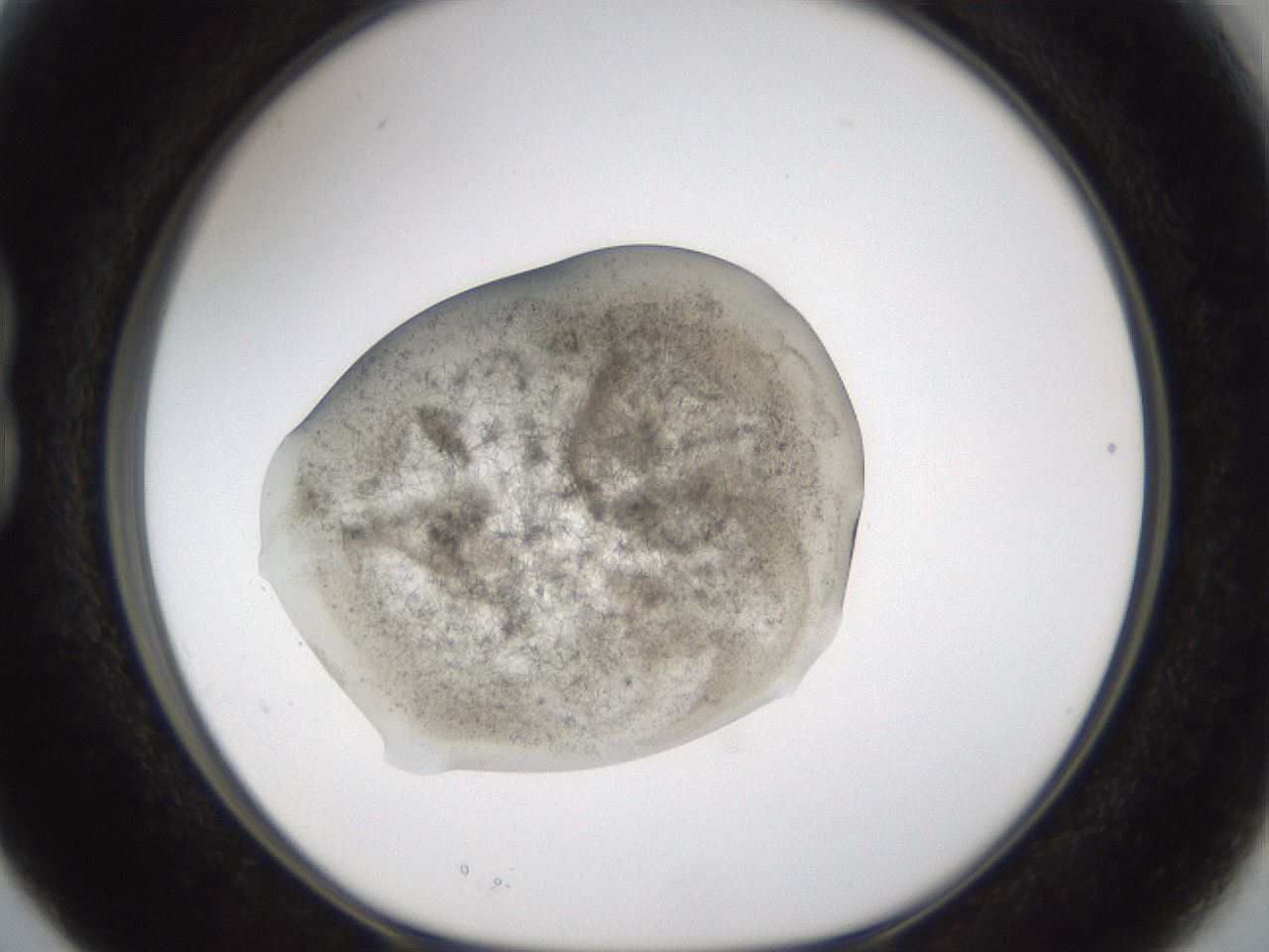 folderID332_plateID3332_batchID19440_wellNum15_profileID1_d1_r294178_ef.jpg