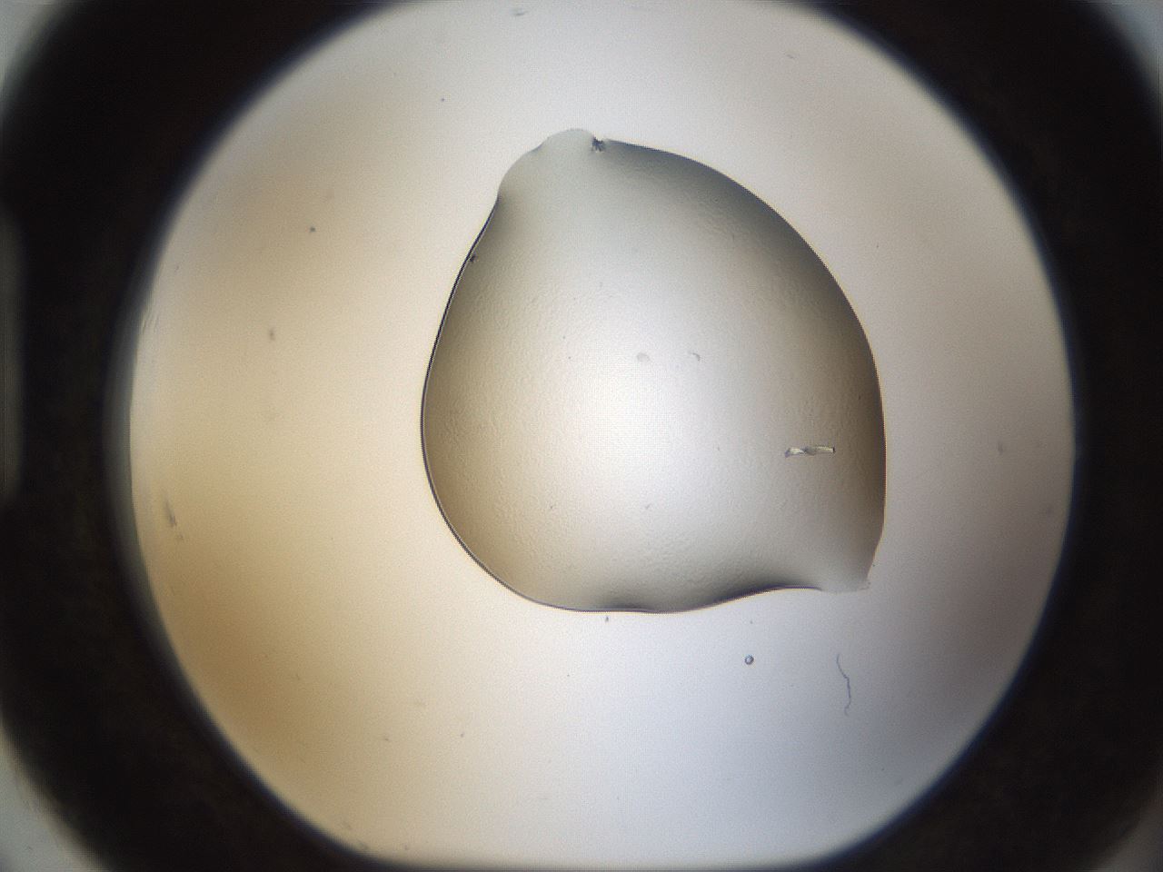folderID145_plateID1145_batchID2965_wellNum91_profileID1_d1_r60309_ef.jpg