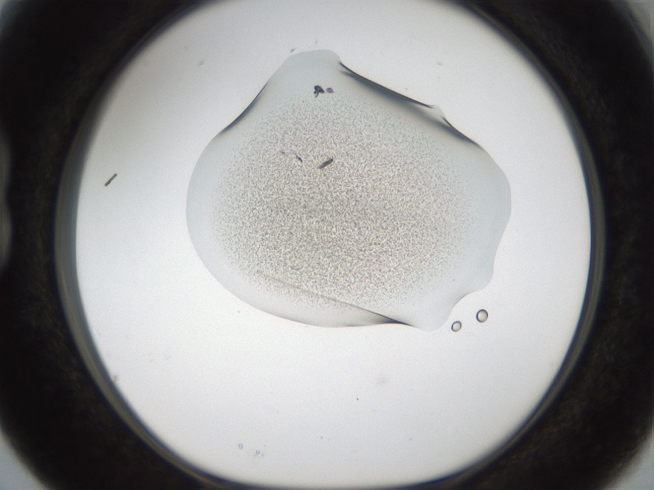 folderID157_plateID1157_batchID12348_wellNum15_profileID1_d1_r63419_ef.jpg