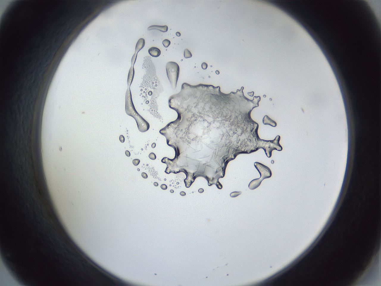 folderID162_plateID1162_batchID3761_wellNum20_profileID1_d2_r62086_ef.jpg