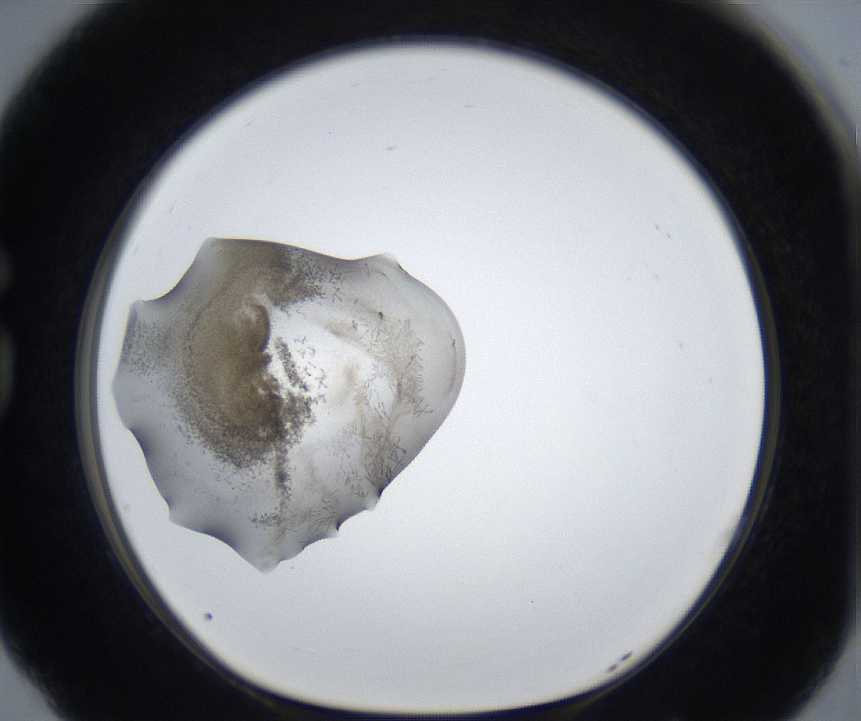 folderID230_plateID3230_batchID18907_wellNum77_profileID1_d1_r281610_ef.jpg