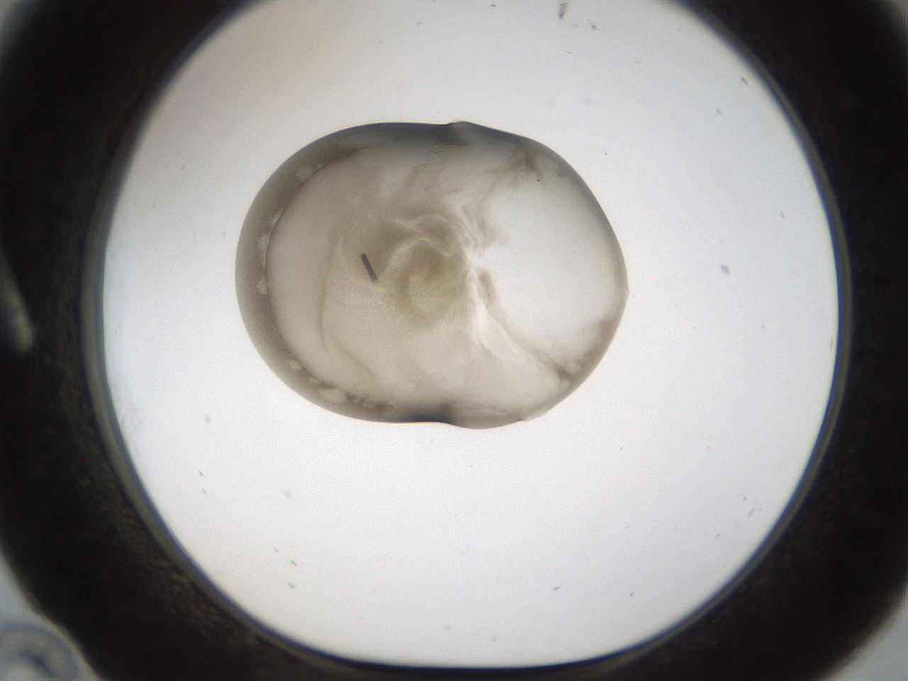 folderID158_plateID1158_batchID6496_wellNum10_profileID1_d1_r62833_ef.jpg