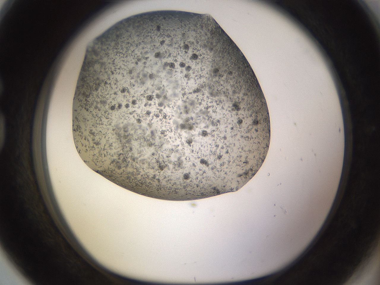 folderID236_plateID3236_batchID18916_wellNum80_profileID1_d1_r281980_ef.jpg