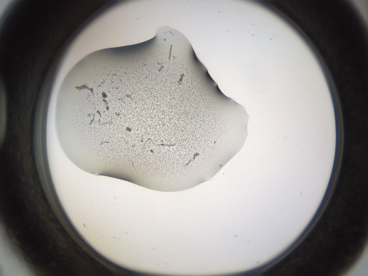 folderID259_plateID1259_batchID4590_wellNum41_profileID1_d1_r72800_ef.jpg