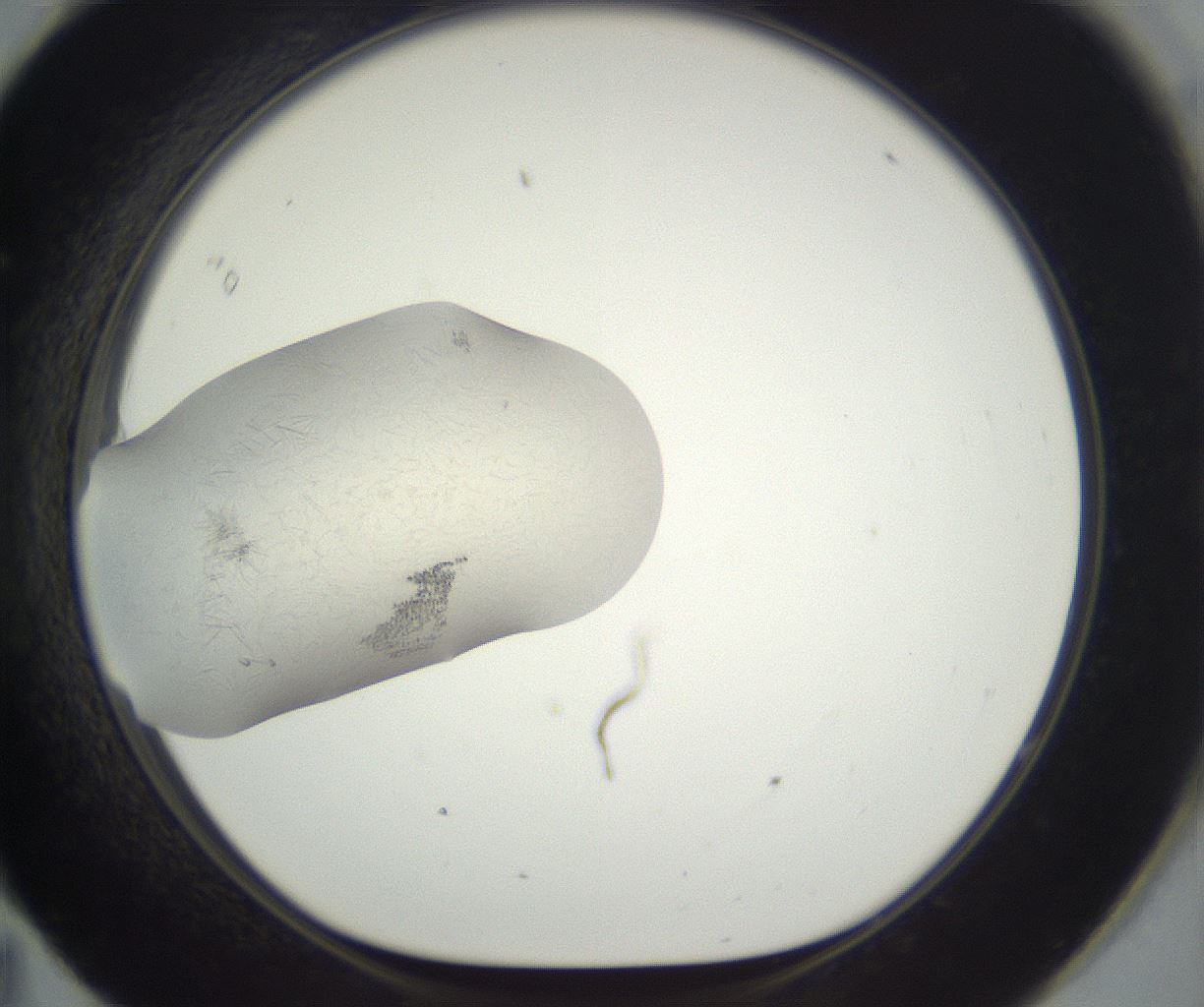 folderID290_plateID3290_batchID19078_wellNum95_profileID1_d1_r290354_ef.jpg