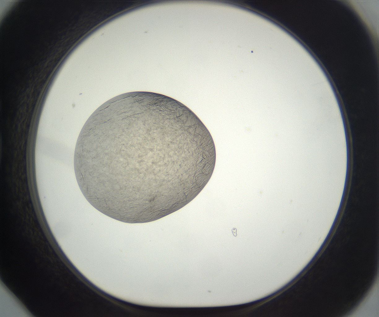 folderID290_plateID3290_batchID20048_wellNum78_profileID1_d1_r290337_ef.jpg
