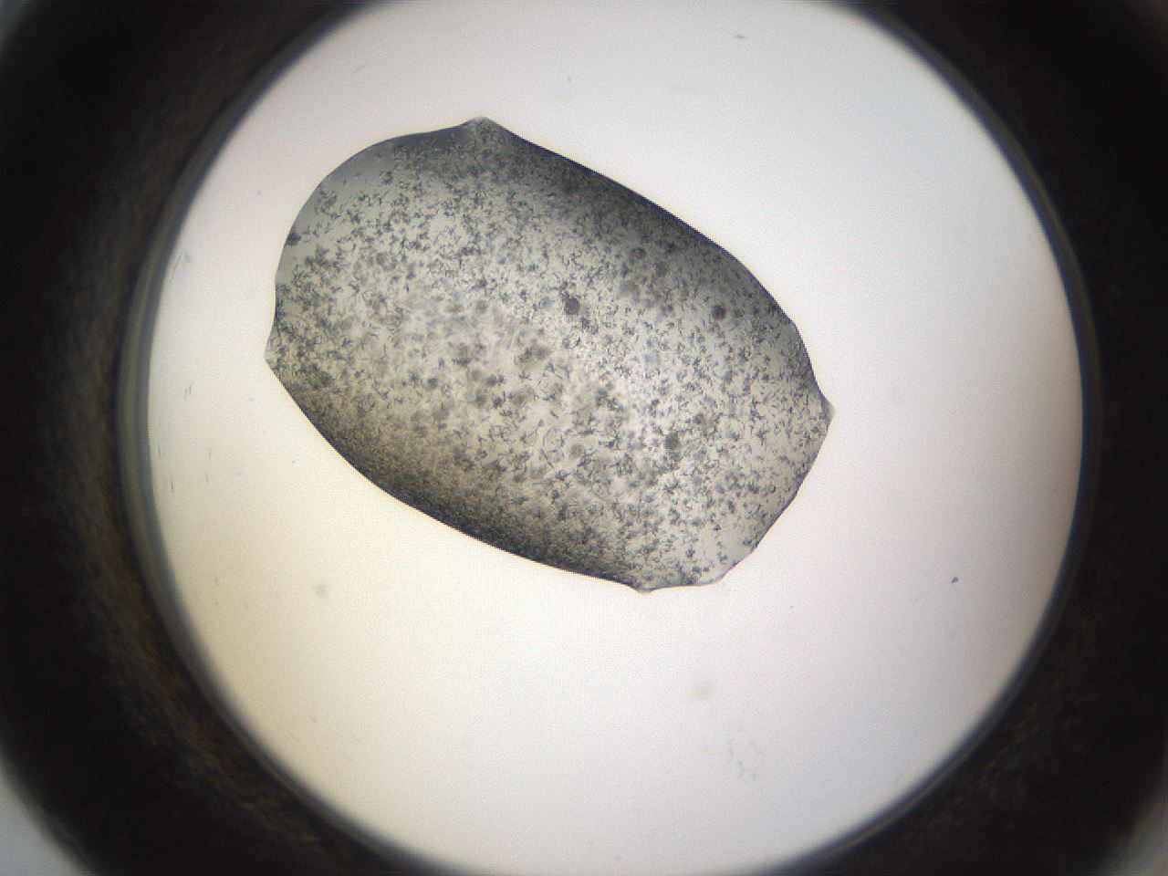 folderID309_plateID3309_batchID19012_wellNum79_profileID1_d2_r291403_ef.jpg