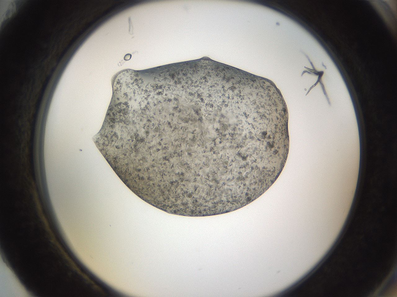 folderID309_plateID3309_batchID19088_wellNum88_profileID1_d2_r291421_ef.jpg