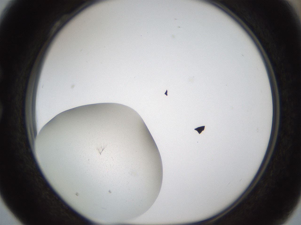 folderID285_plateID1285_batchID3924_wellNum28_profileID1_d1_r77395_ef.jpg