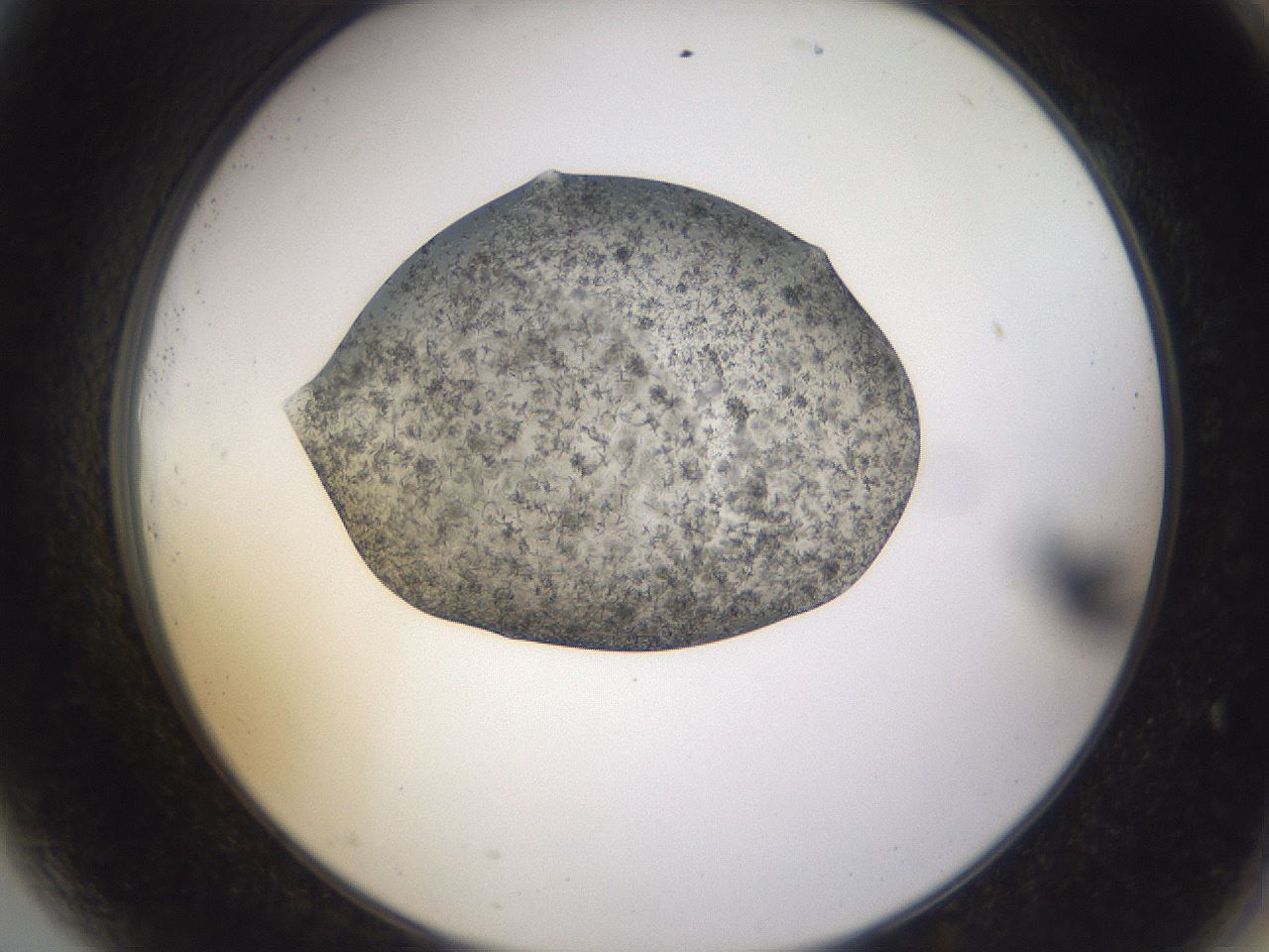folderID309_plateID3309_batchID19756_wellNum81_profileID1_d2_r291407_ef.jpg