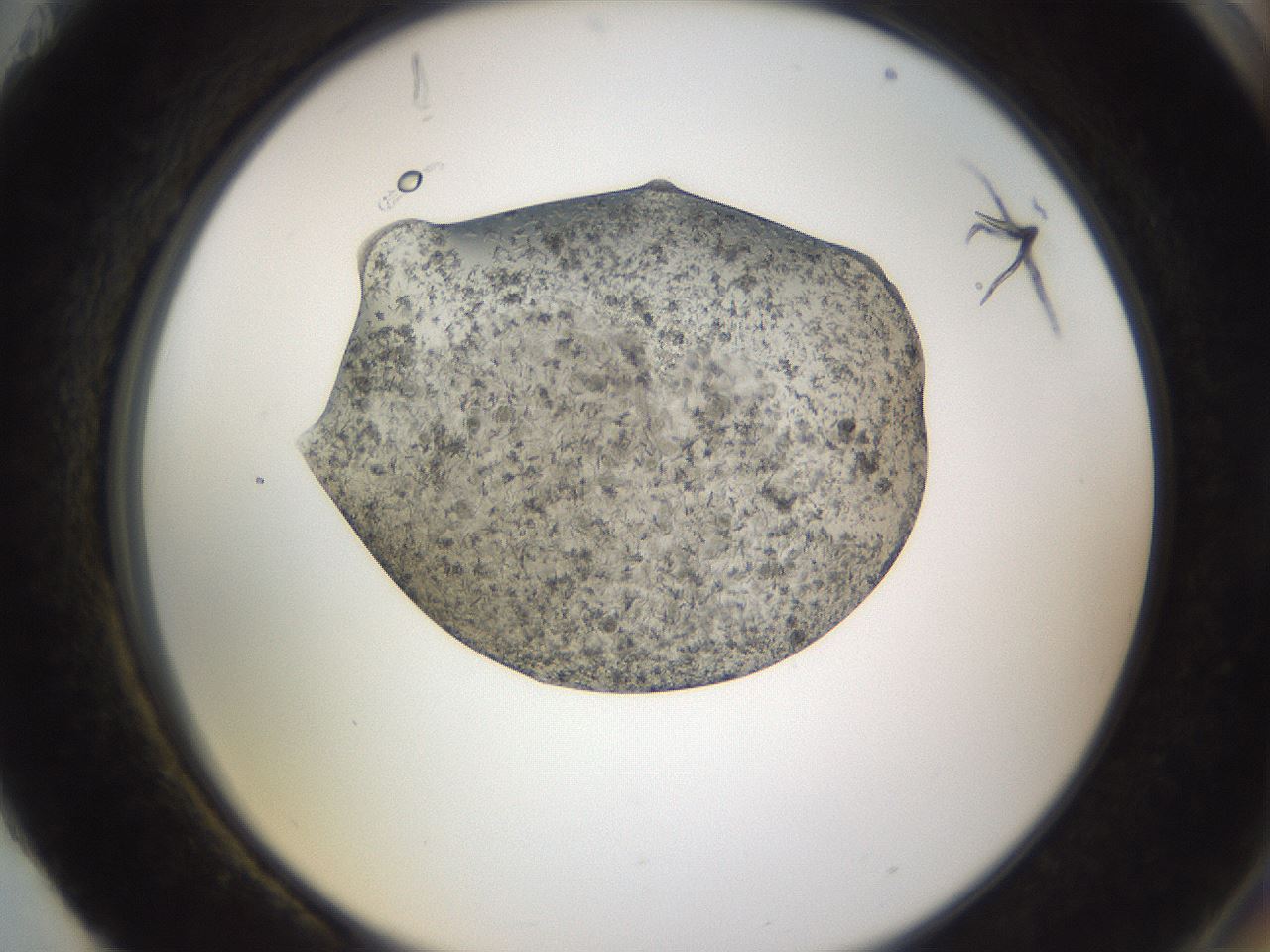folderID309_plateID3309_batchID21378_wellNum88_profileID1_d2_r291421_ef.jpg