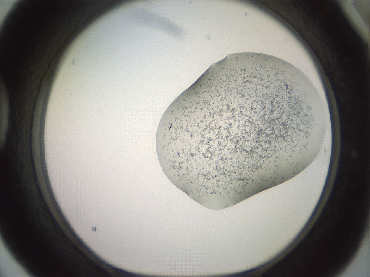 folderID316_plateID2316_batchID10877_wellNum42_profileID1_d1_r162924_ef.jpg