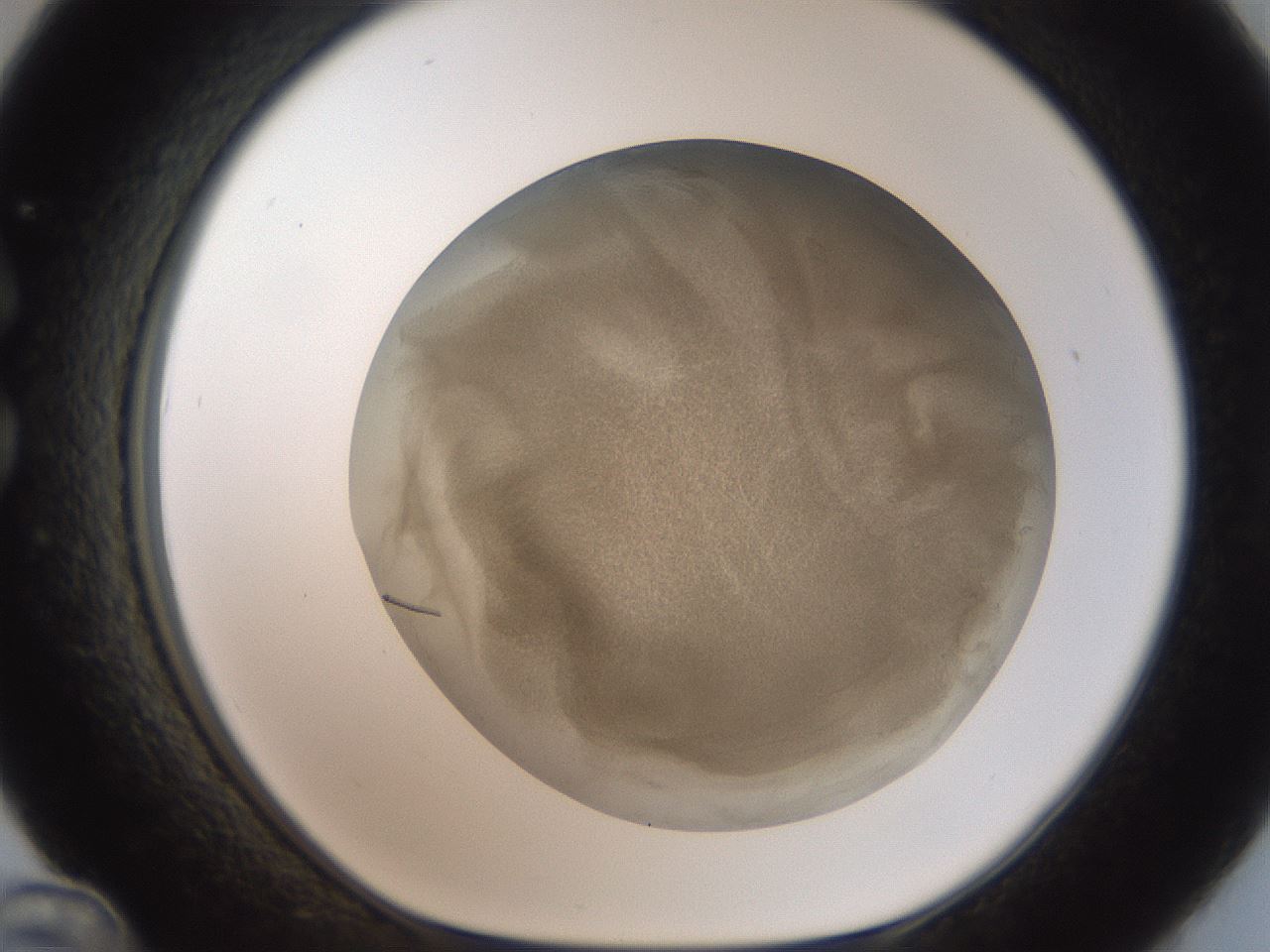folderID322_plateID3322_batchID19060_wellNum36_profileID1_d1_r292671_ef.jpg