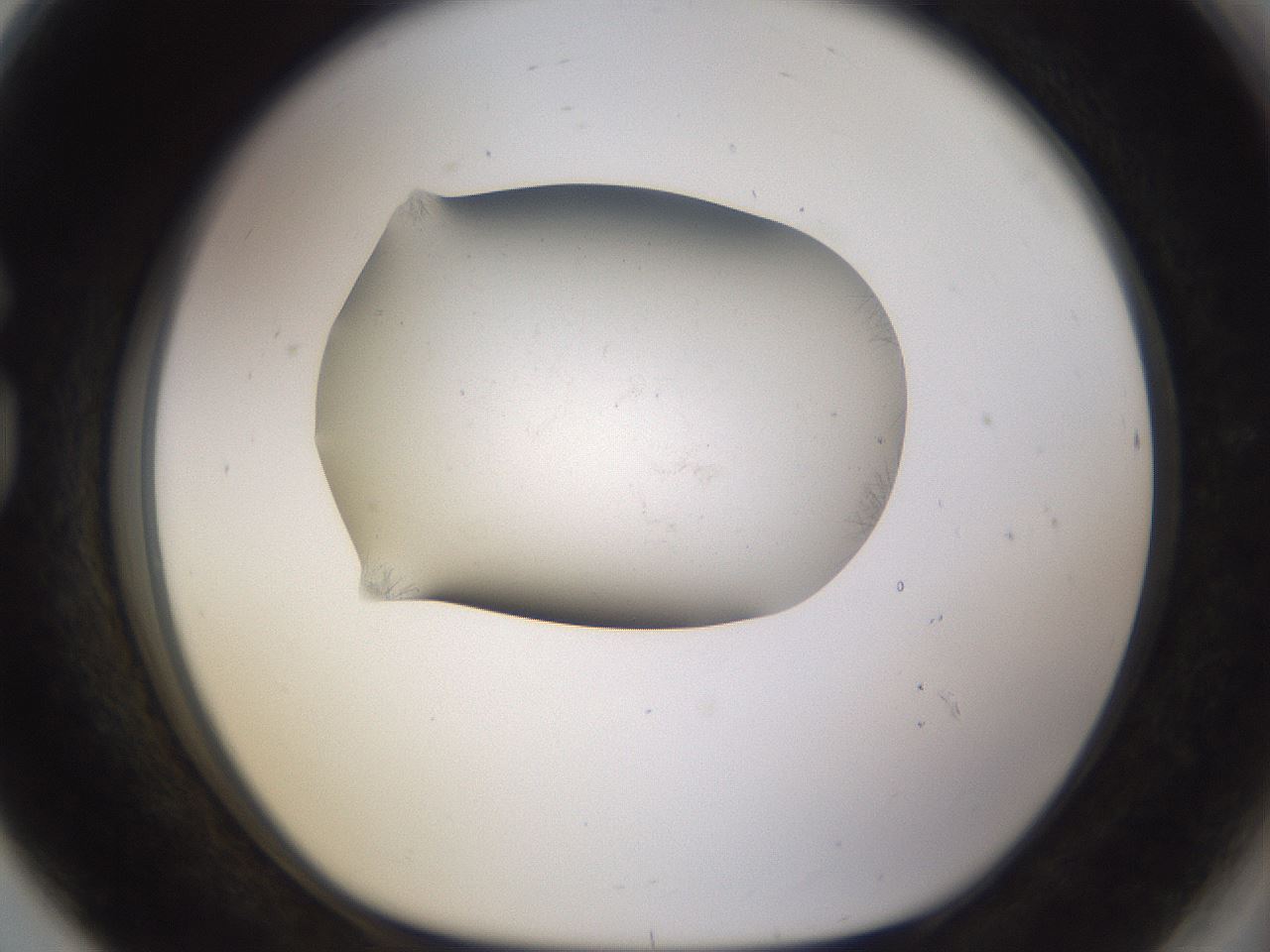 folderID337_plateID3337_batchID20113_wellNum80_profileID1_d1_r297194_ef.jpg