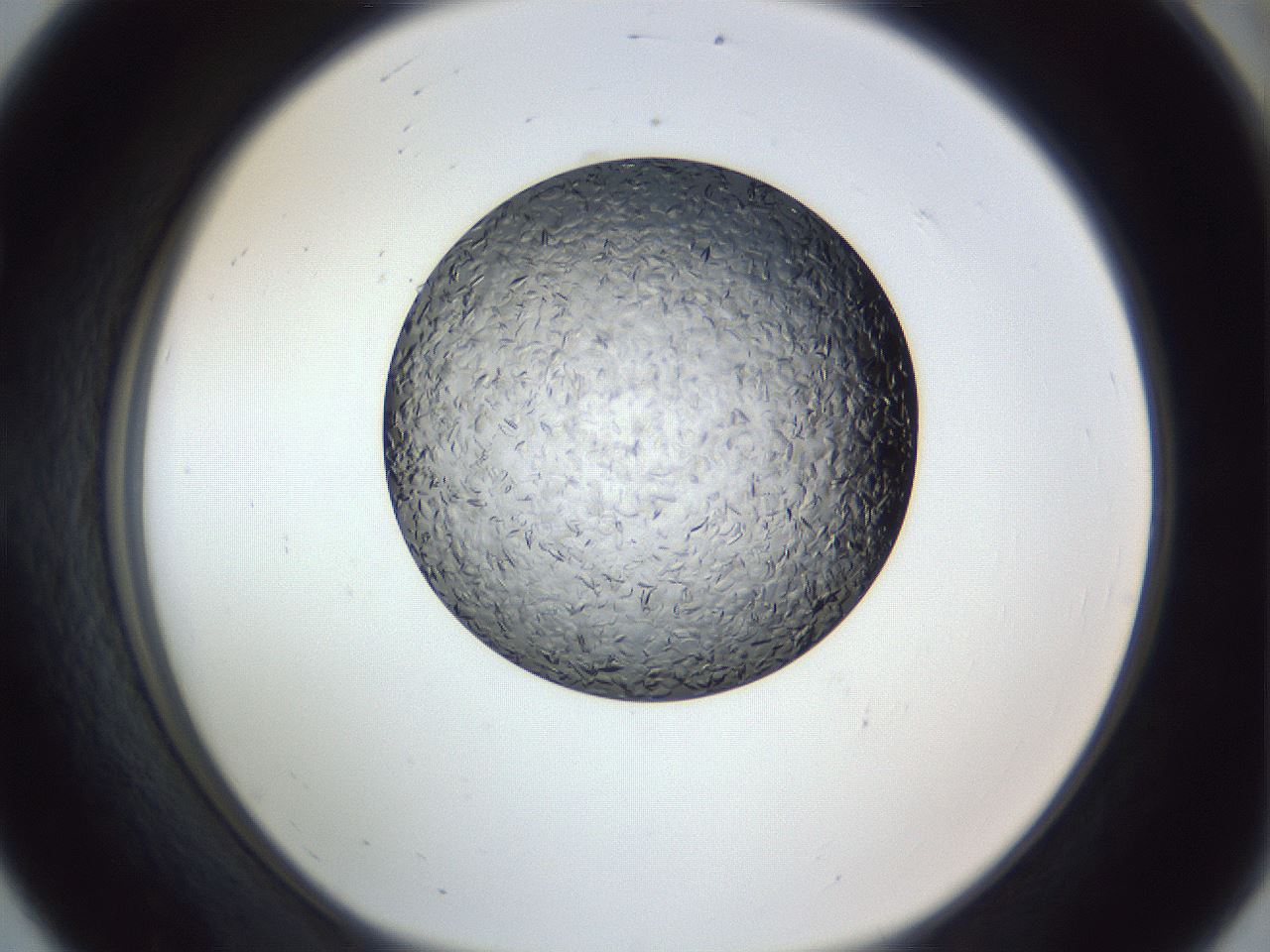 folderID364_plateID1364_batchID4568_wellNum56_profileID1_d1_r82686_ef.jpg