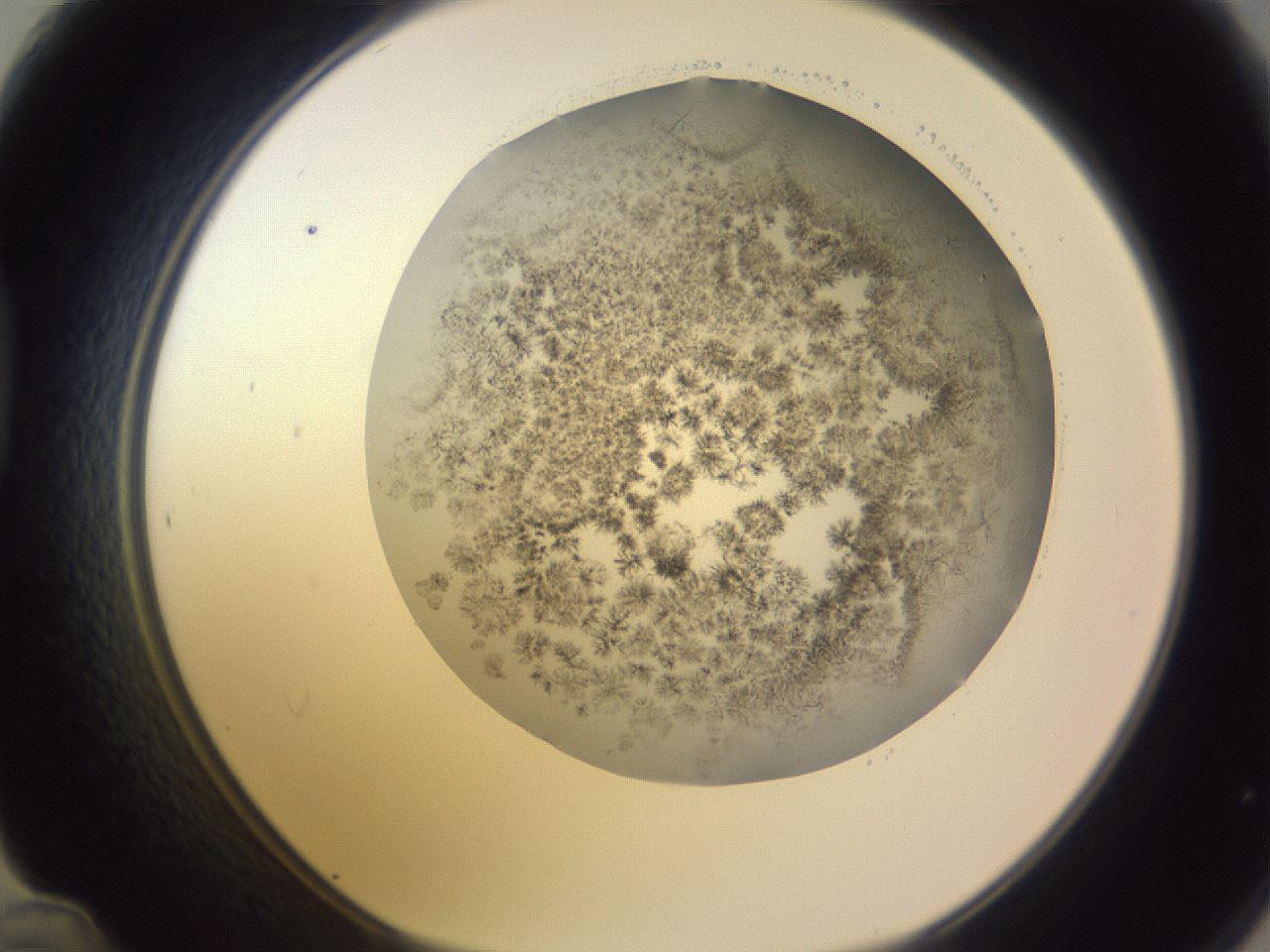 folderID366_plateID1366_batchID4573_wellNum48_profileID1_d1_r82911_ef.jpg