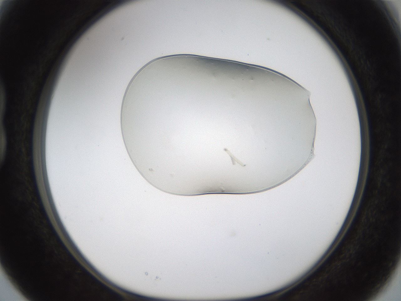 folderID367_plateID1367_batchID4588_wellNum15_profileID1_d1_r82988_ef.jpg