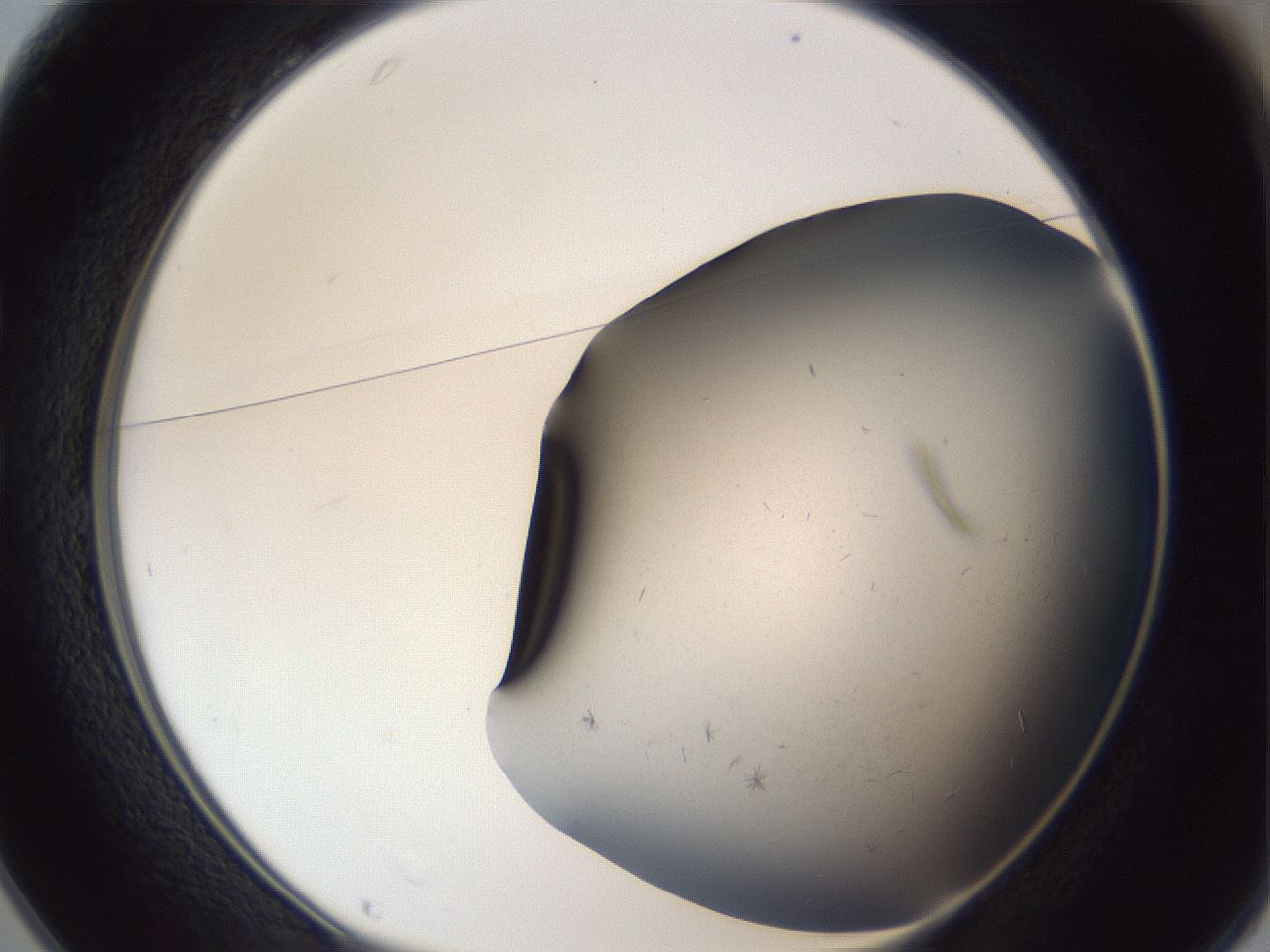 folderID369_plateID1369_batchID4597_wellNum25_profileID1_d1_r83272_ef.jpg
