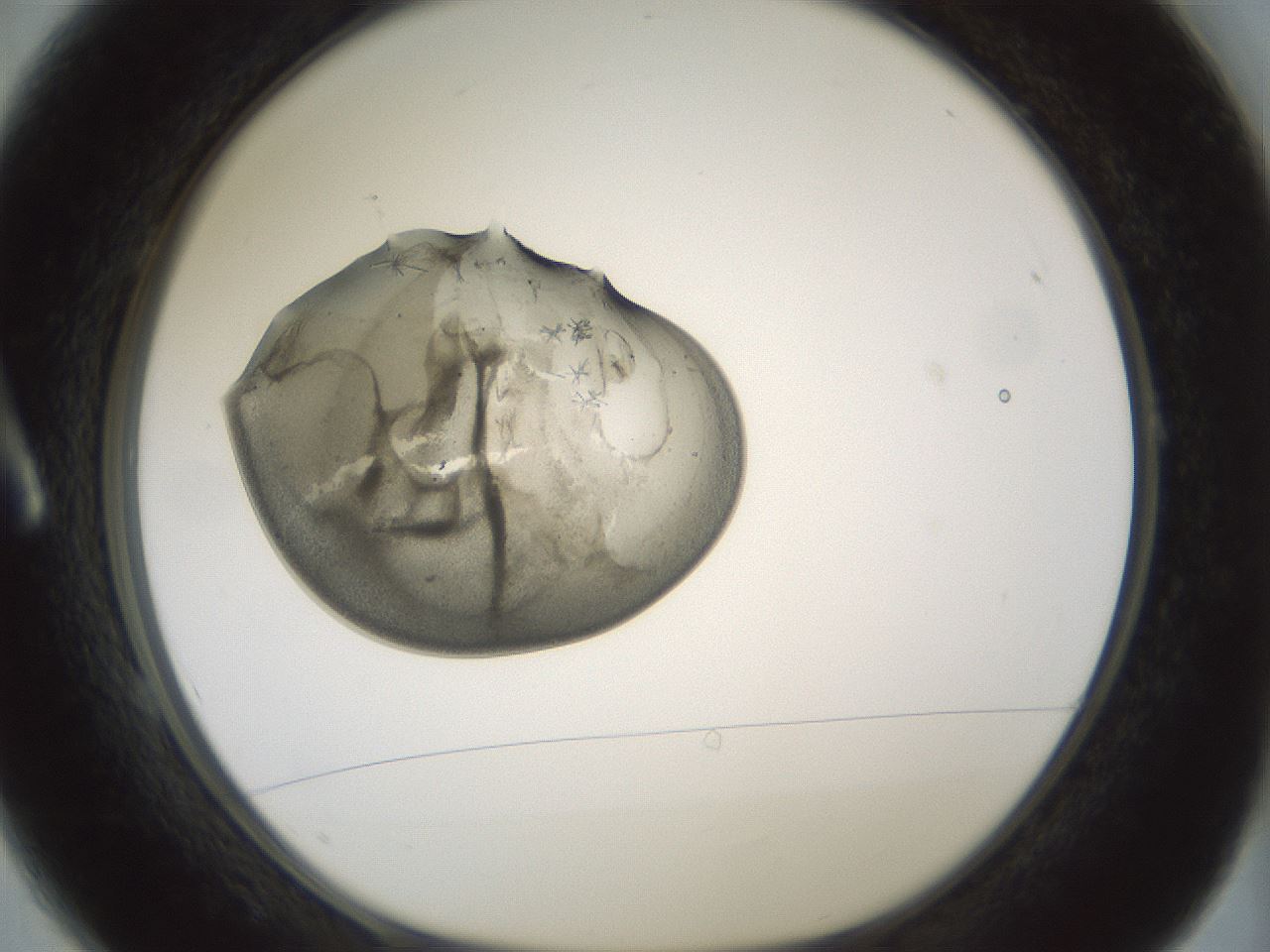 folderID377_plateID1377_batchID4901_wellNum1_profileID1_d1_r83920_ef.jpg