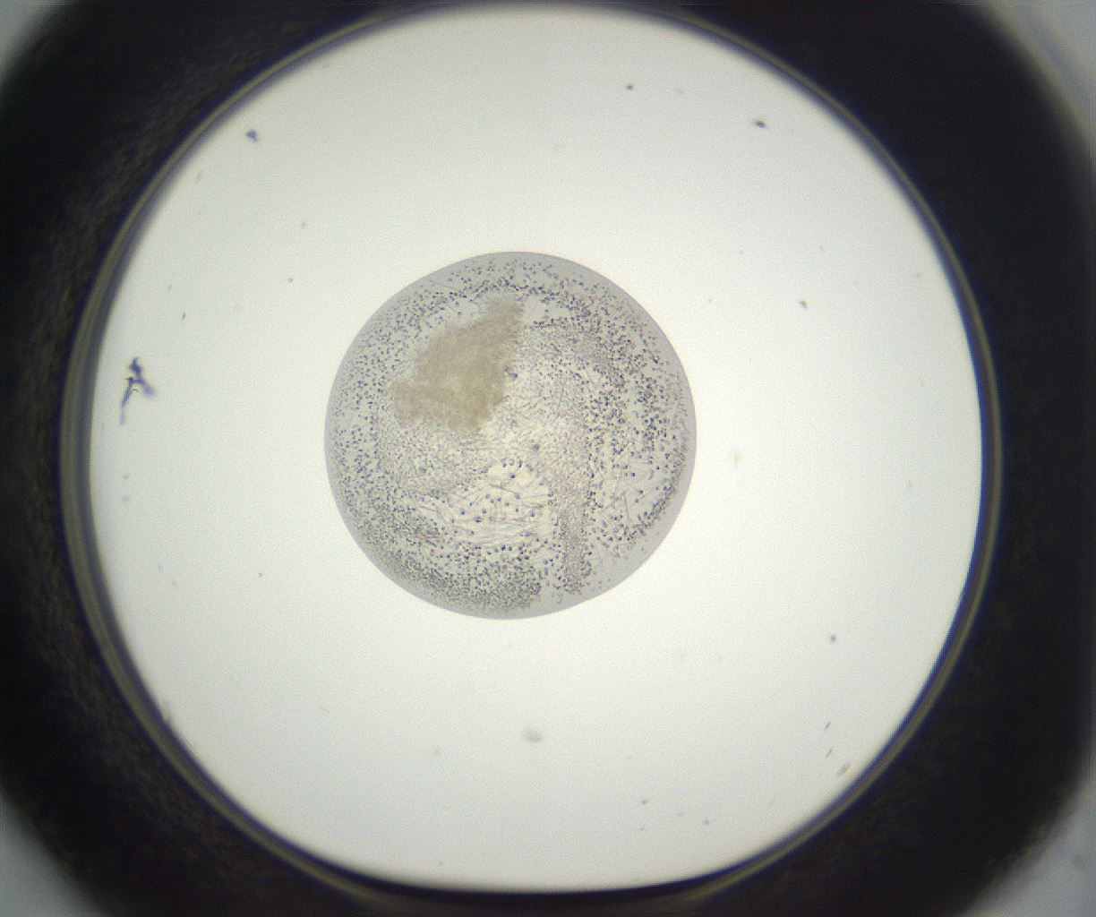 folderID396_plateID3396_batchID19846_wellNum54_profileID1_d1_r301544_ef.jpg