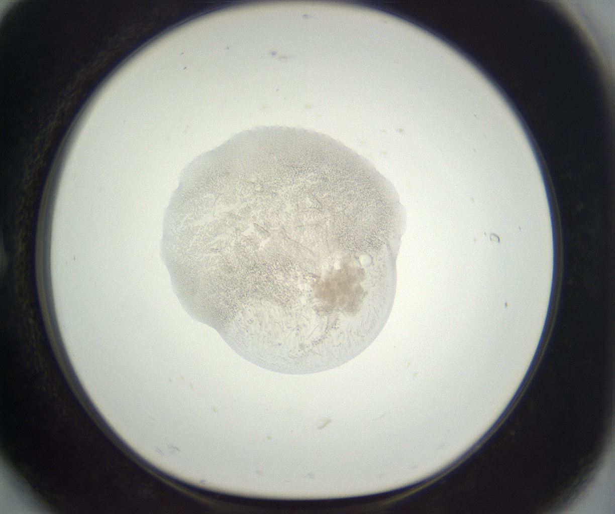 folderID396_plateID3396_batchID20298_wellNum6_profileID1_d1_r301496_ef.jpg