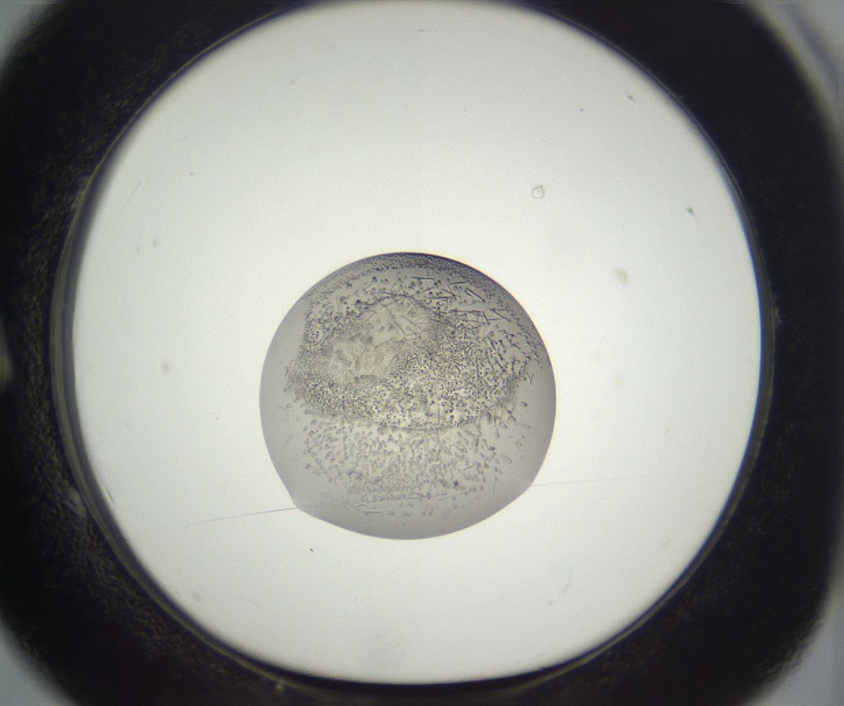 folderID396_plateID3396_batchID20677_wellNum1_profileID1_d1_r301491_ef.jpg