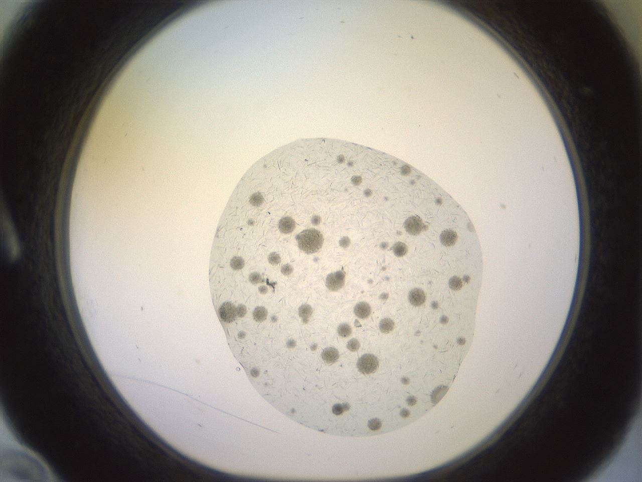 folderID408_plateID3408_batchID19888_wellNum10_profileID1_d1_r302667_ef.jpg