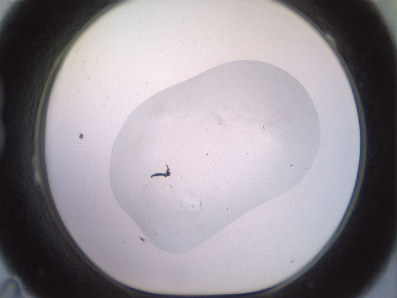 folderID413_plateID3413_batchID19919_wellNum23_profileID1_d1_r302776_ef.jpg