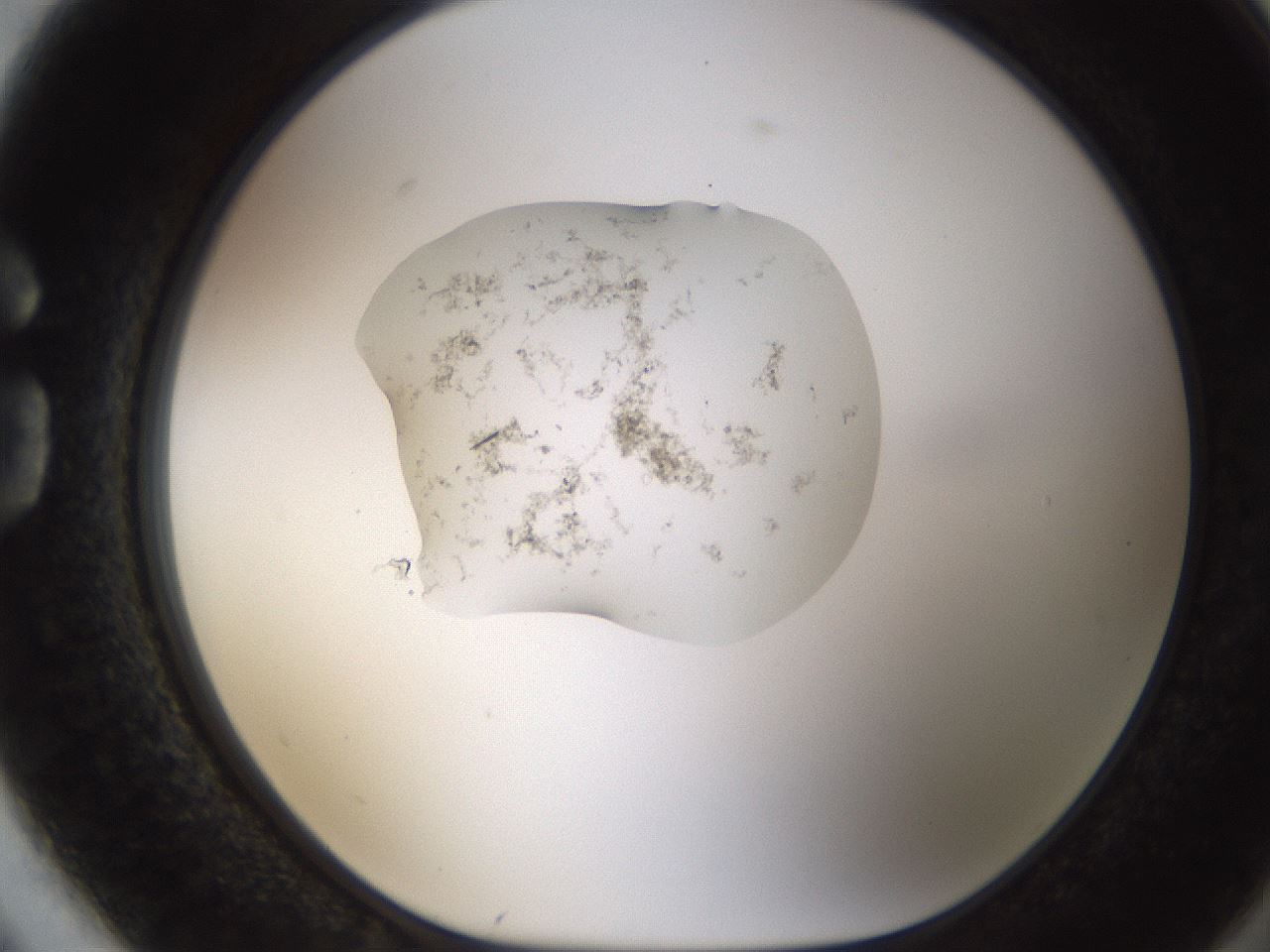 folderID446_plateID1446_batchID5332_wellNum74_profileID1_d1_r91470_ef.jpg
