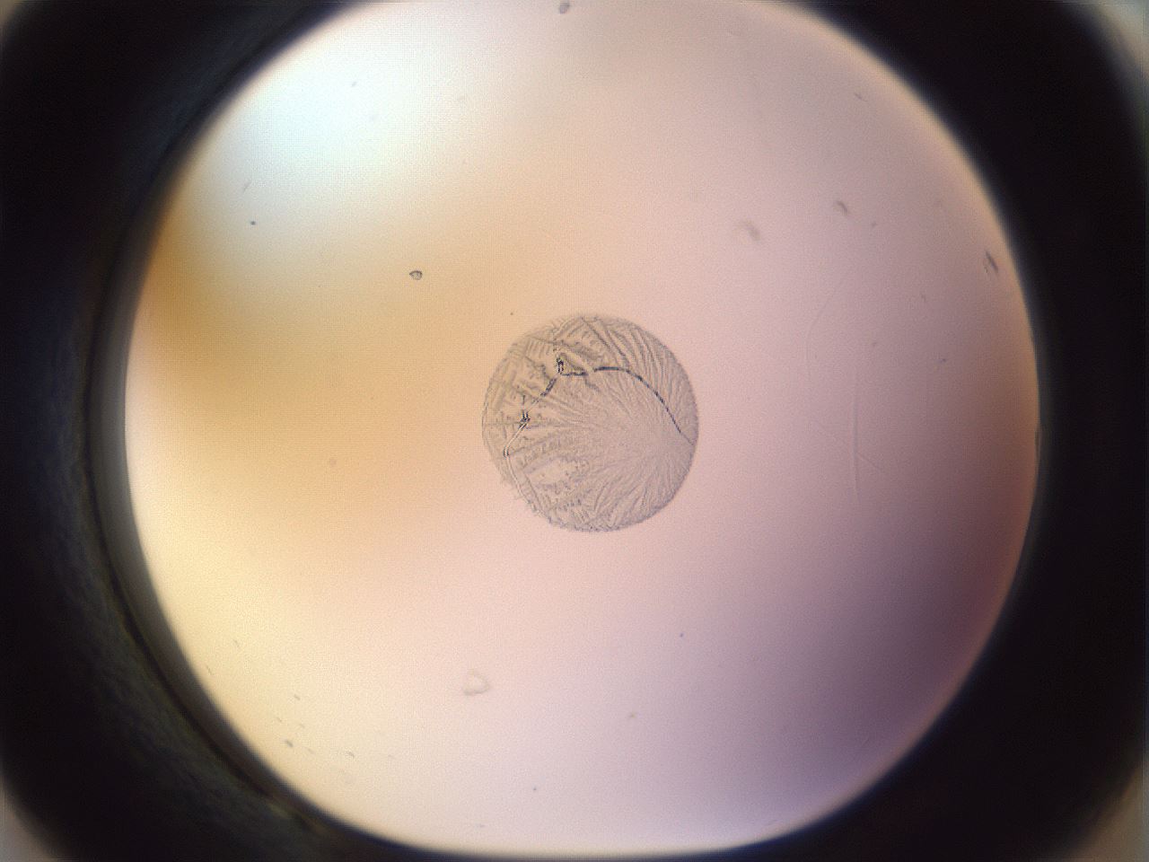 folderID453_plateID1453_batchID5406_wellNum68_profileID1_d1_r92159_ef.jpg