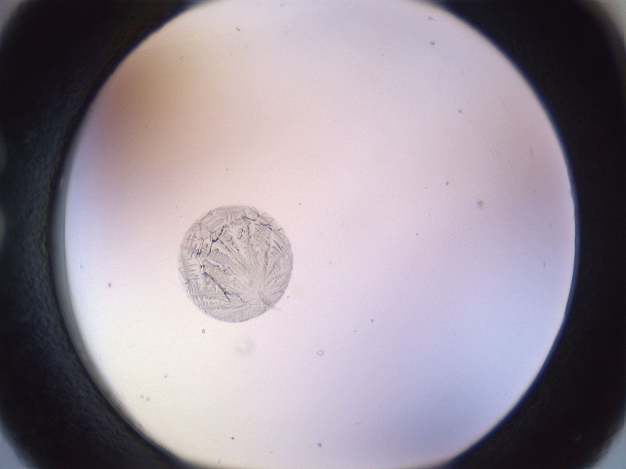 folderID453_plateID1453_batchID5818_wellNum26_profileID1_d1_r92117_ef.jpg