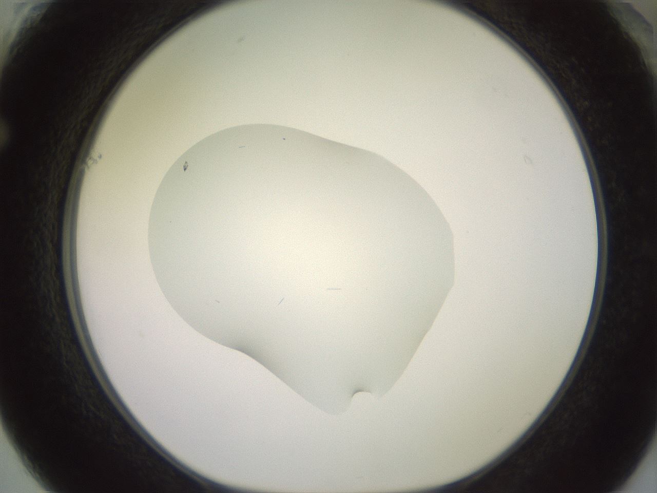 folderID453_plateID3453_batchID20253_wellNum61_profileID1_d1_r310524_ef.jpg