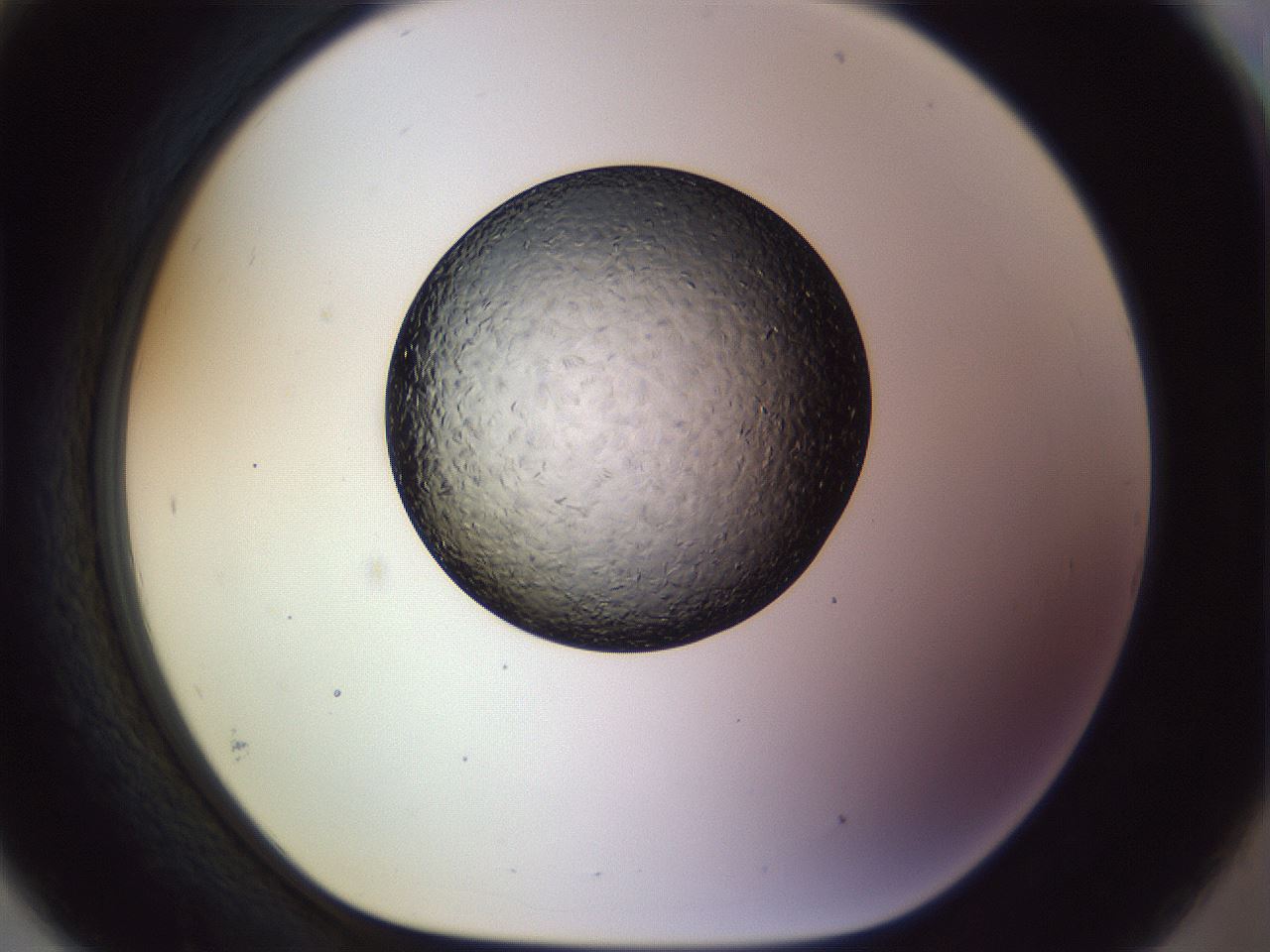 folderID470_plateID1470_batchID5742_wellNum93_profileID1_d1_r93149_ef.jpg