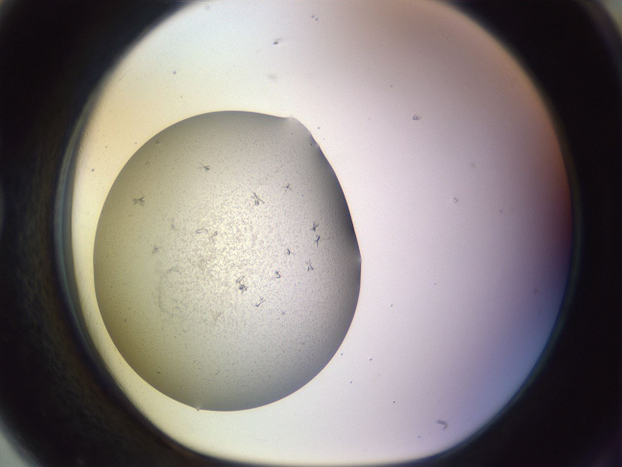 folderID495_plateID1495_batchID5754_wellNum79_profileID1_d1_r94793_ef.jpg
