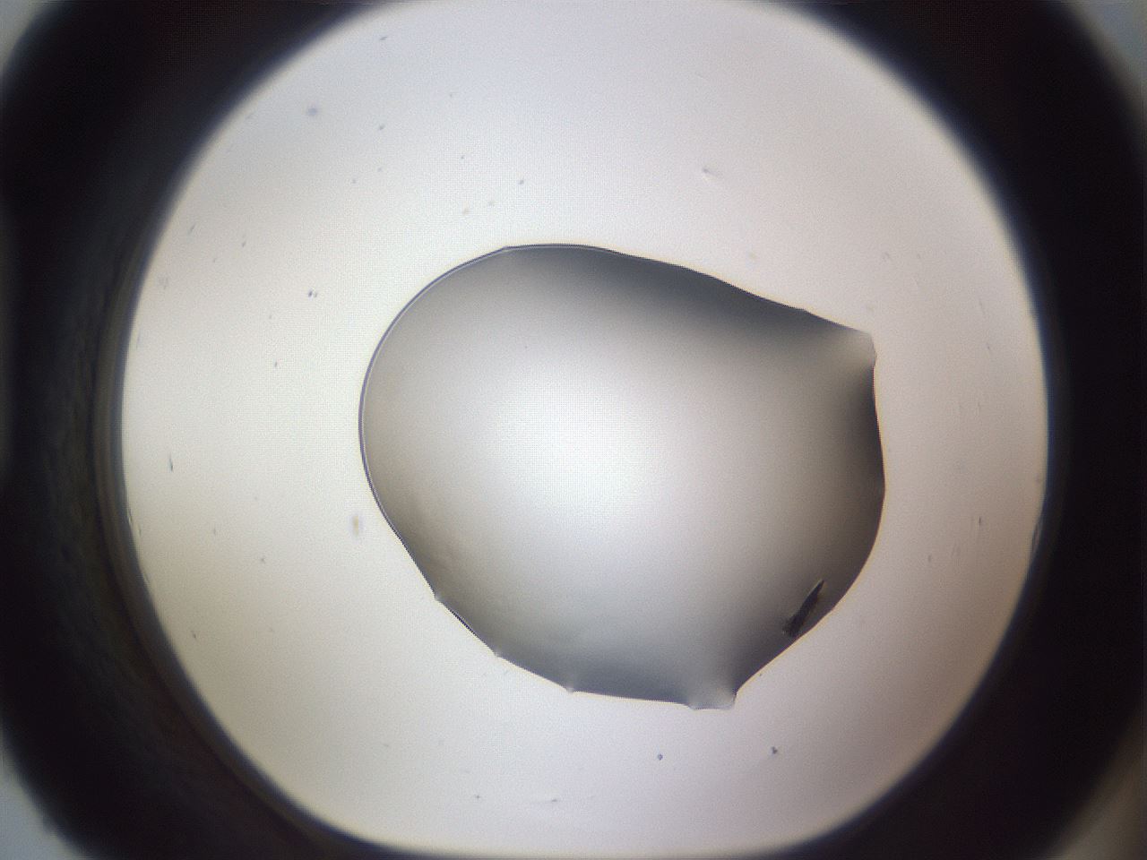 folderID495_plateID3495_batchID20765_wellNum93_profileID1_d1_r311420_ef.jpg