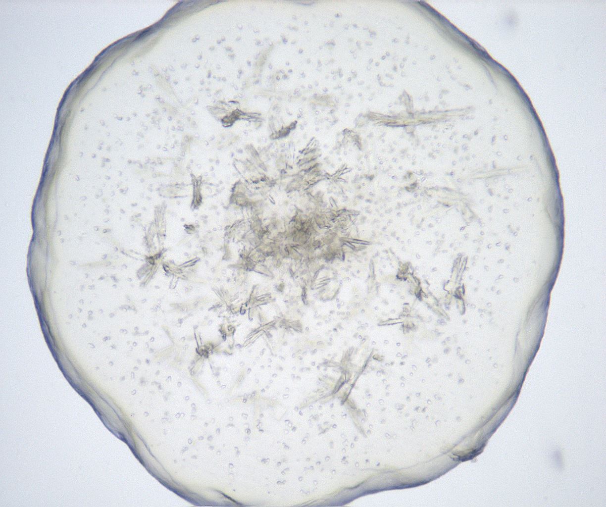folderID517_plateID2517_batchID12562_wellNum36_profileID1_d1_r189090_ef.jpg