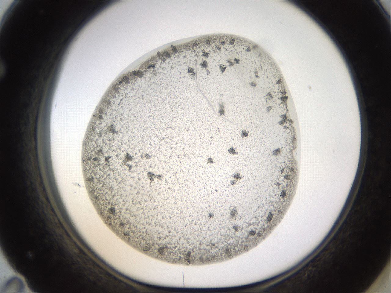 folderID521_plateID1521_batchID5895_wellNum71_profileID1_d1_r97623_ef.jpg