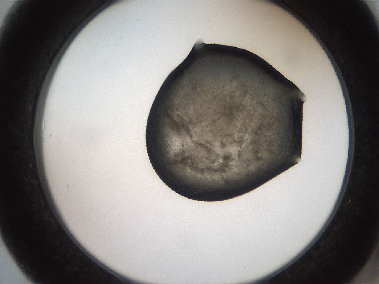 folderID553_plateID2553_batchID12580_wellNum61_profileID1_d2_r194720_ef.jpg
