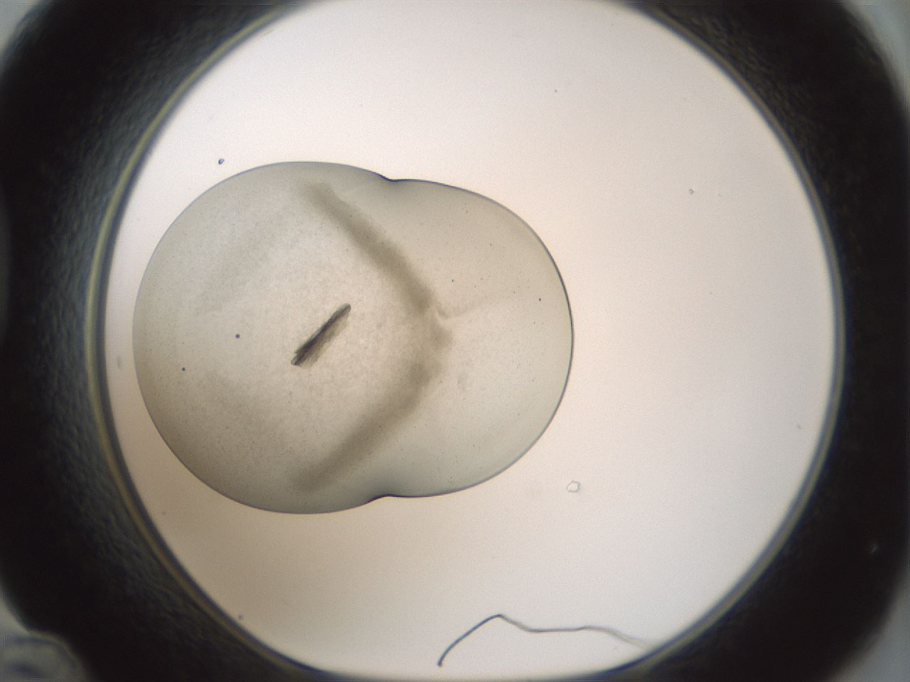 folderID569_plateID1569_batchID6378_wellNum48_profileID1_d1_r102494_ef.jpg