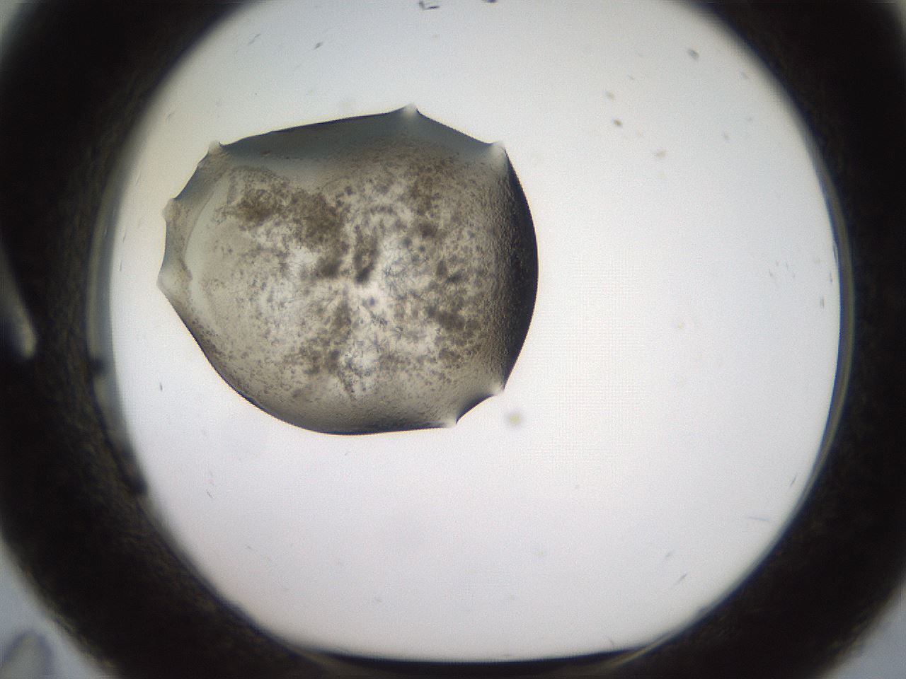 folderID571_plateID2571_batchID12863_wellNum11_profileID1_d1_r196349_ef.jpg