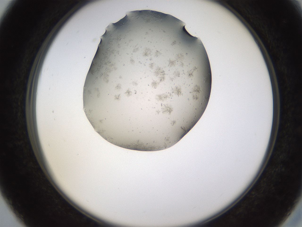 folderID573_plateID1573_batchID6503_wellNum27_profileID1_d2_r102884_ef.jpg