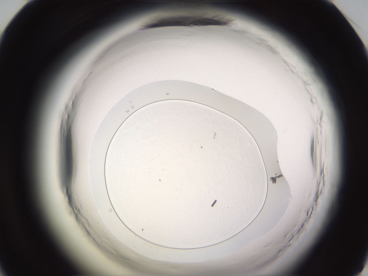 folderID589_plateID2589_batchID15098_wellNum46_profileID1_d1_r200304_ef.jpg