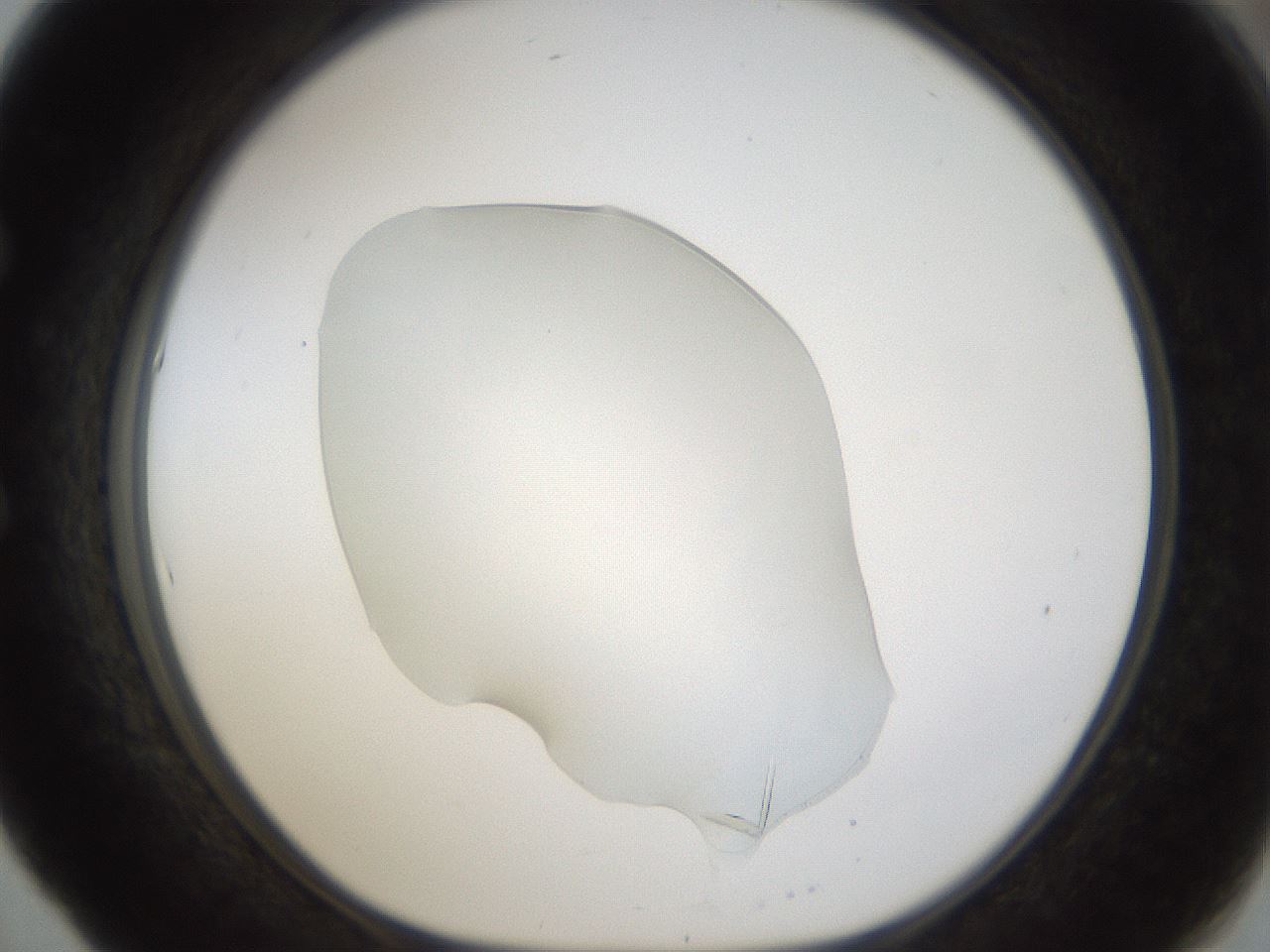 folderID58_plateID1058_batchID2125_wellNum53_profileID1_d1_r47797_ef.jpg