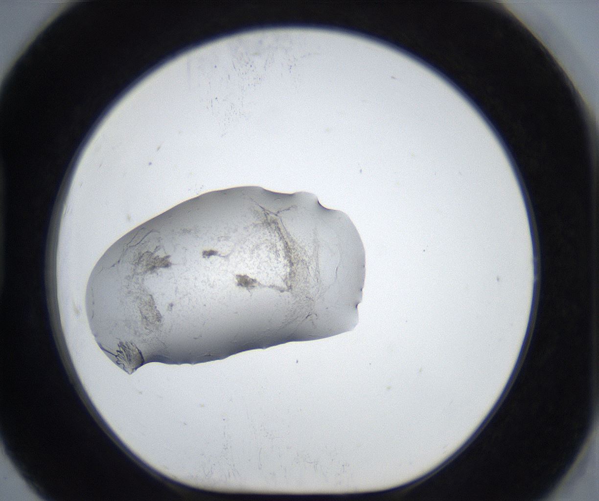 folderID590_plateID3590_batchID22000_wellNum91_profileID1_d1_r320714_ef.jpg