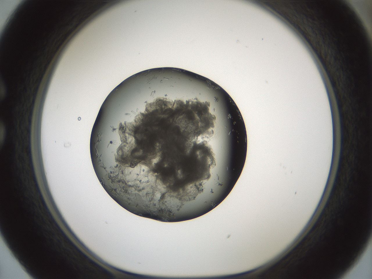 folderID598_plateID1598_batchID6810_wellNum29_profileID1_d1_r106604_ef.jpg