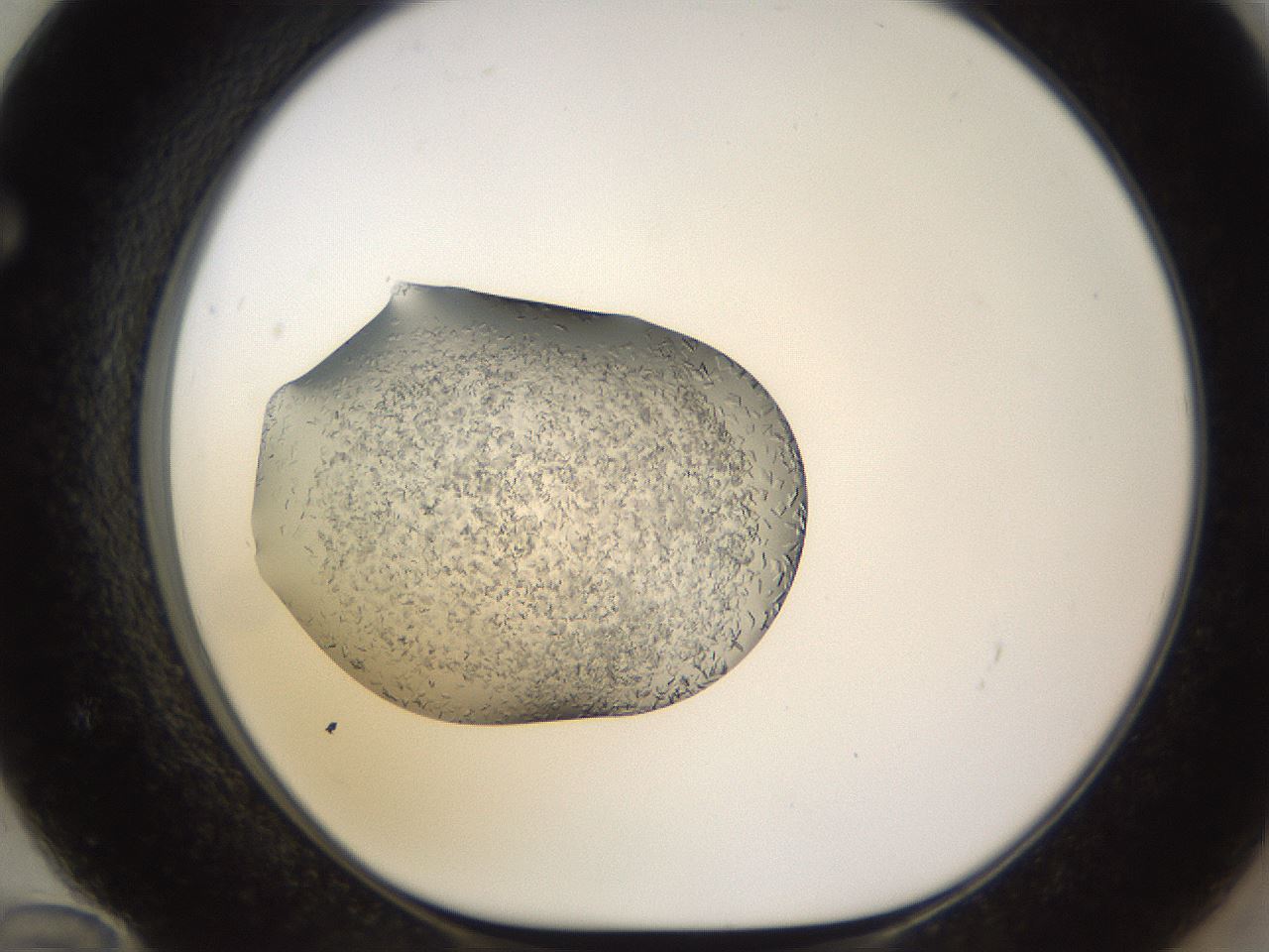 folderID648_plateID2648_batchID13213_wellNum72_profileID1_d1_r210872_ef.jpg