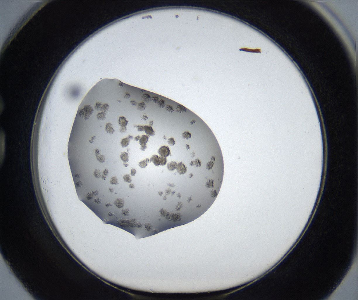 folderID697_plateID3697_batchID22323_wellNum73_profileID1_d1_r331910_ef.jpg