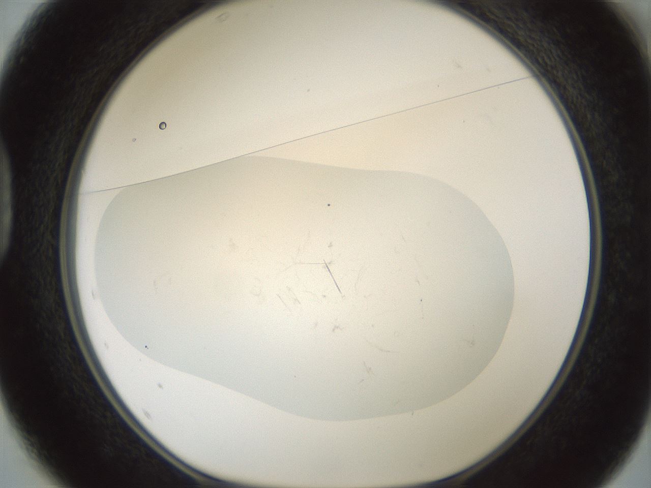 folderID705_plateID2705_batchID14422_wellNum37_profileID1_d1_r221359_ef.jpg