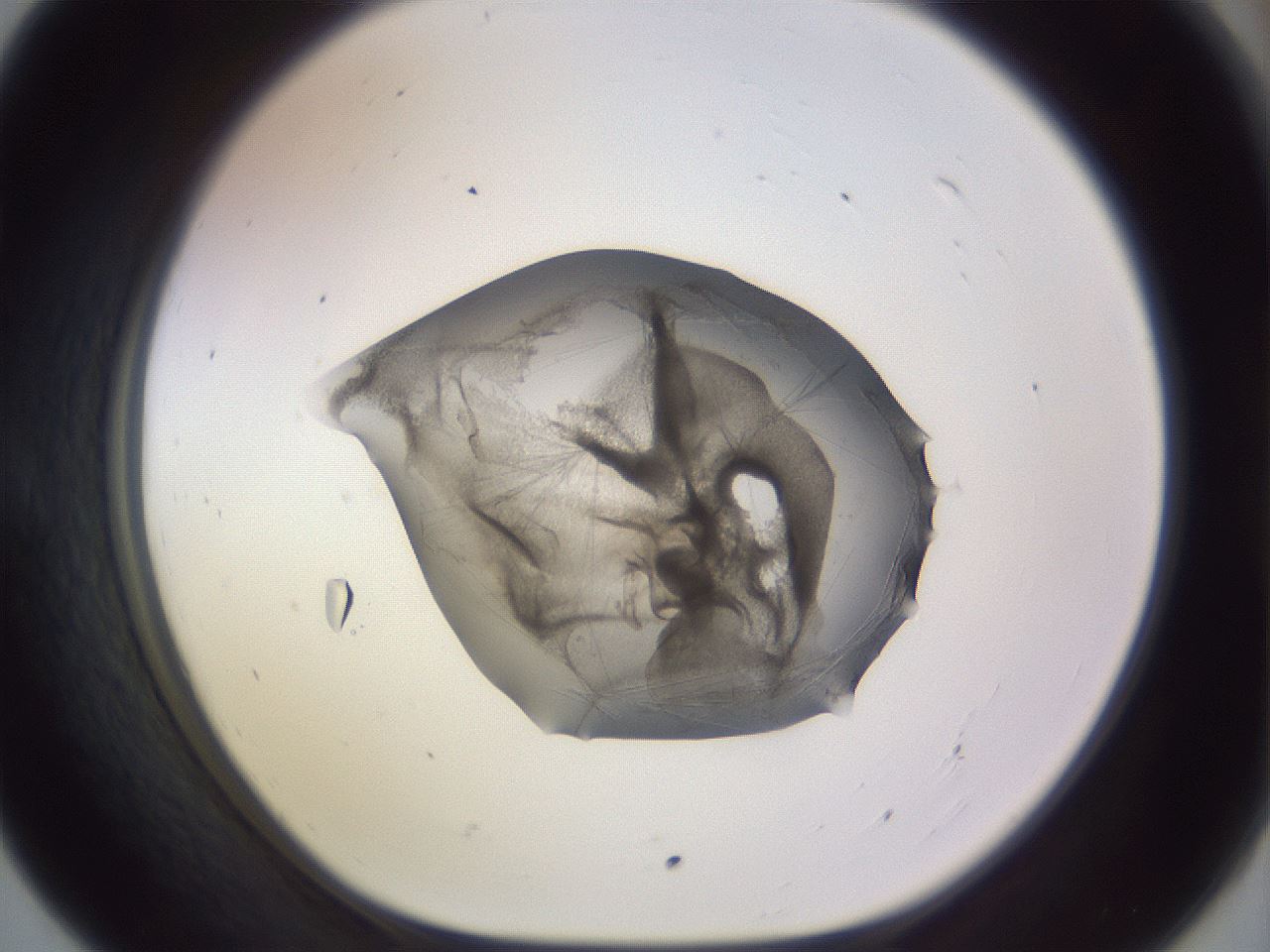 folderID692_plateID3692_batchID22255_wellNum55_profileID1_d1_r330860_ef.jpg